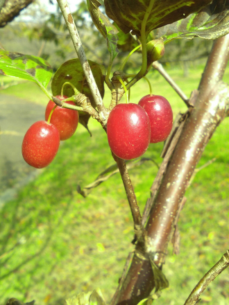 山茱萸
